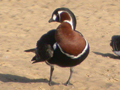 Red-breasted Goose